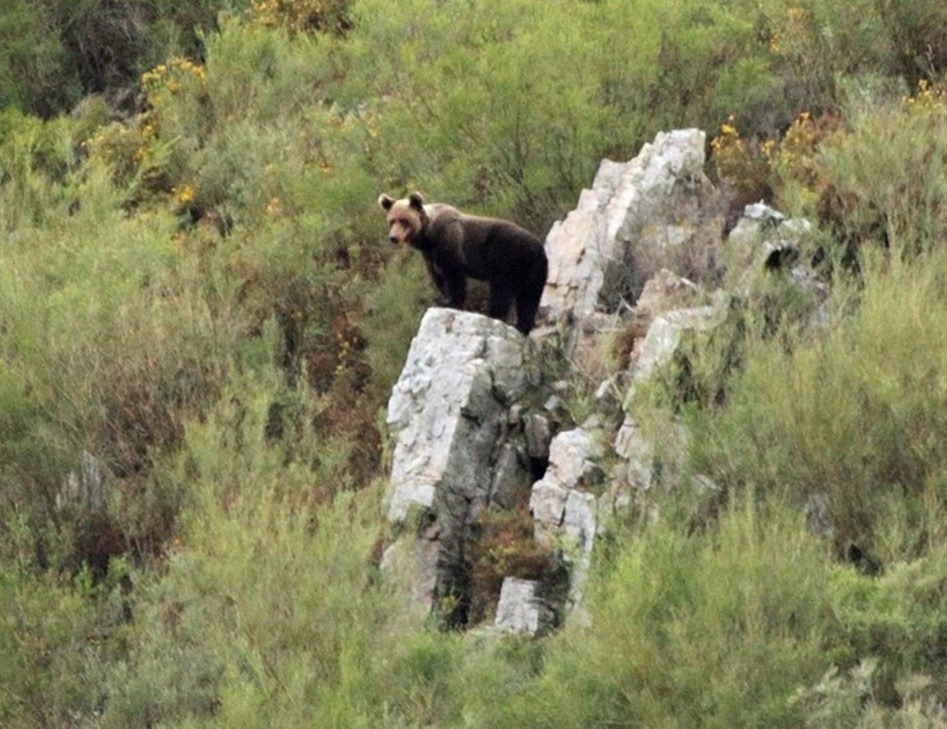 Imagen de Observación: Oso y Berrea